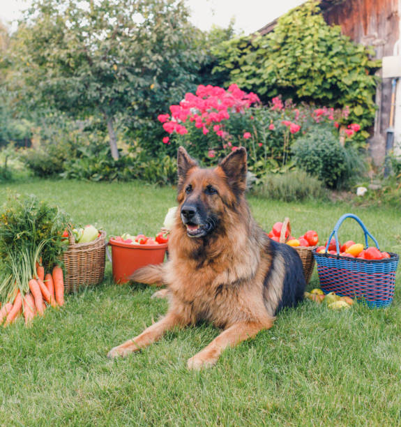 Fruits and Vegetables for German Shepherds