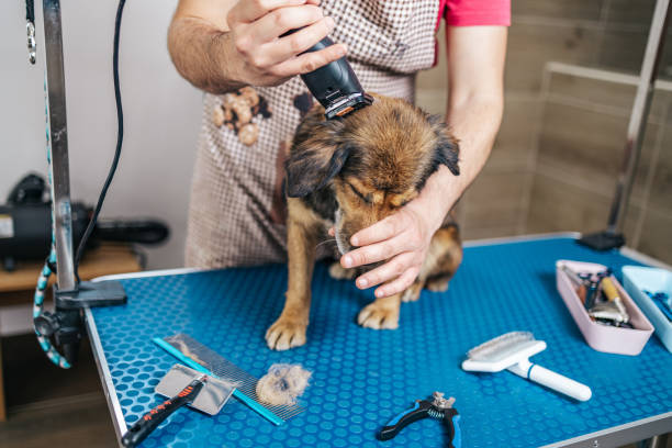 Essential Grooming Tools and Kits