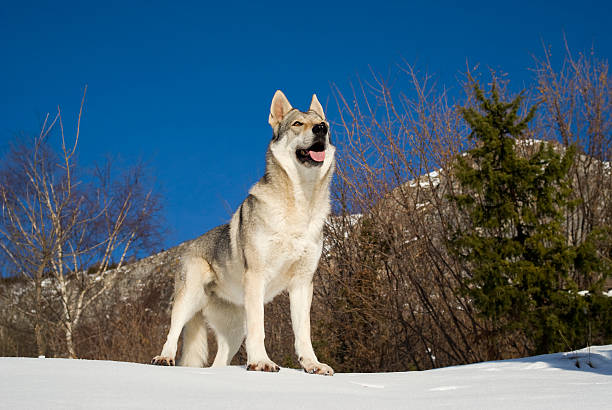 European (Czech and Slovak) German Shepherd