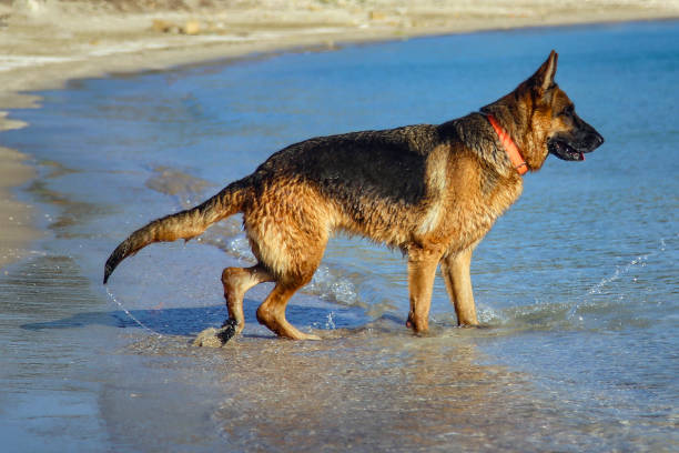 The German Shepherd from Germany