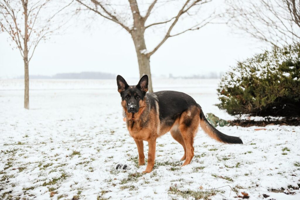 German shepherd tail