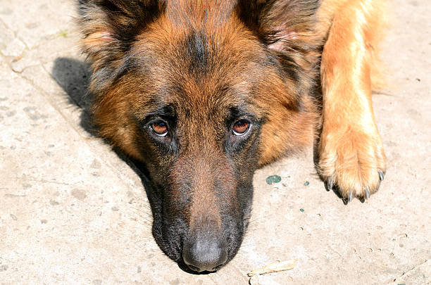 Heart Conditions in the lifespan of a German Shepherds dog