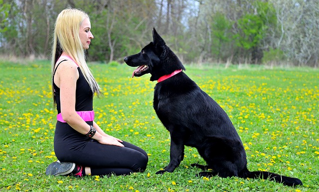 Solid Black German Shepherd