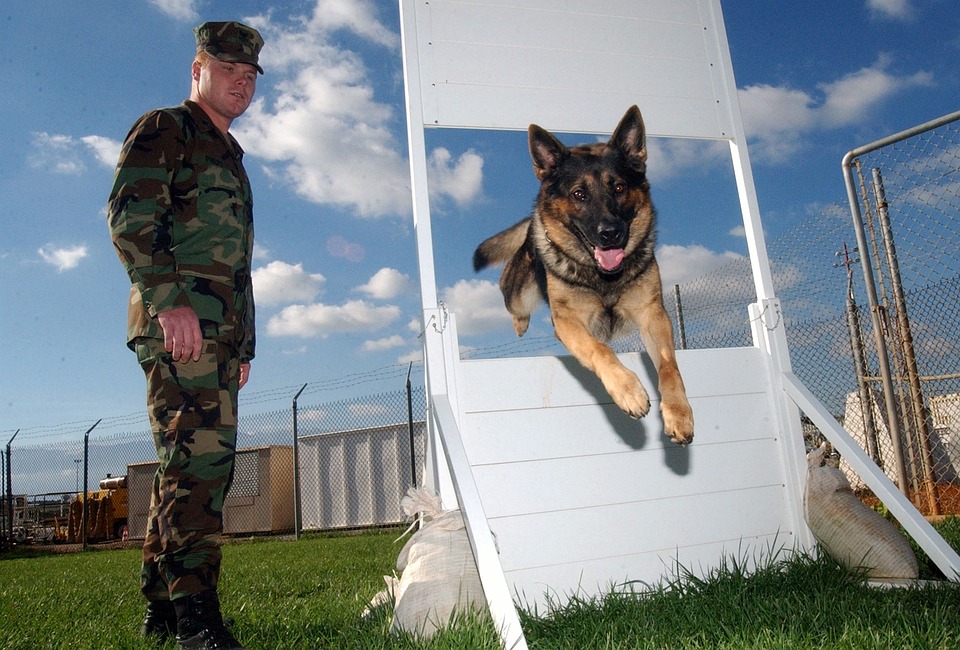 Training Female German Shepherds