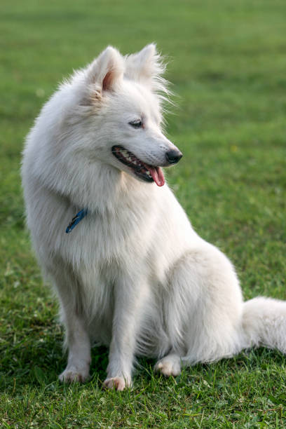 Solid White German Shepherd