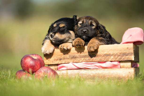 Nutritional Needs of German Shepherd Puppies
