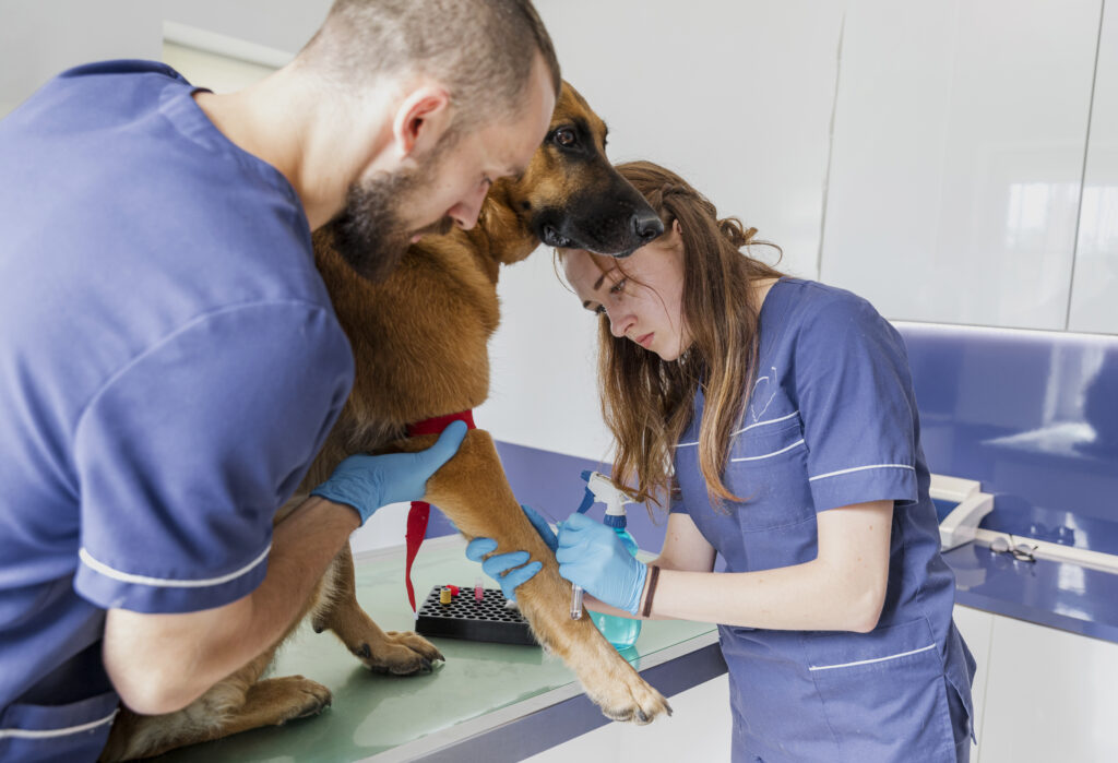 Can Dog Vaccinations Be Done During Dental Cleaning?