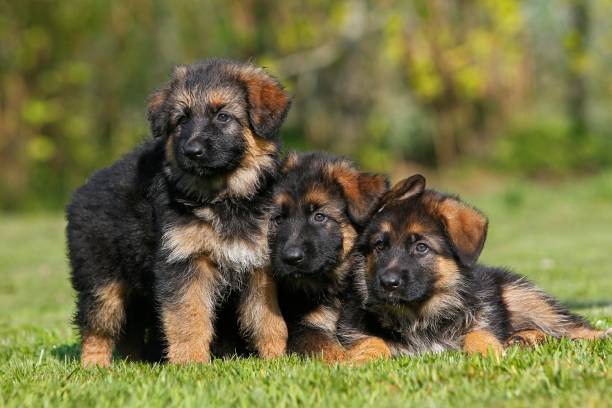 German Shepherd Puppies