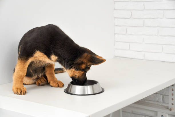 wet food for german shepherd