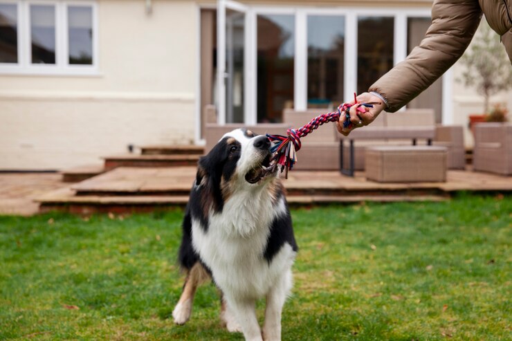 Best Toys for German Shepherd Puppies