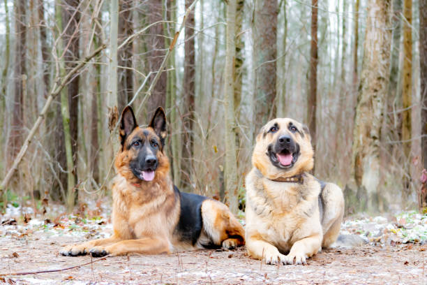 Czech Shepherd vs. German Shepherd