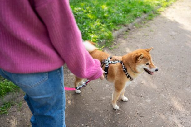 Puppy Harness