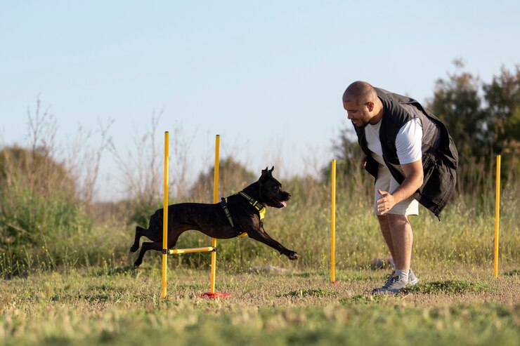 The Easiest Way to Train a German Shepherd with a Training Collar