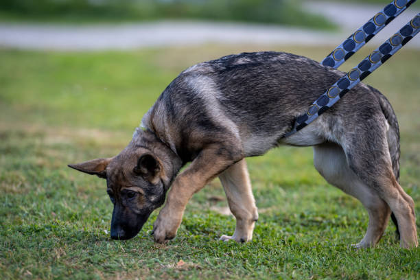 Working Line German Shepherd