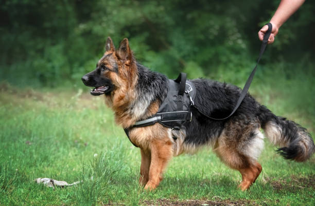 Dual-Clip Harnesses german shepherd