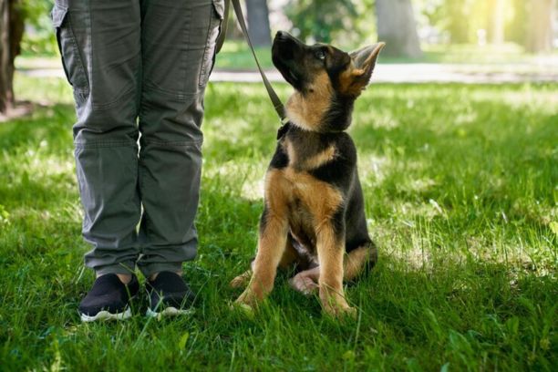 Benefits of Using dog Harness for German Shepherd puppy