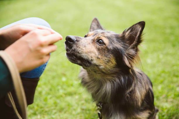 Measuring Test Your German Shepherd’s IQ